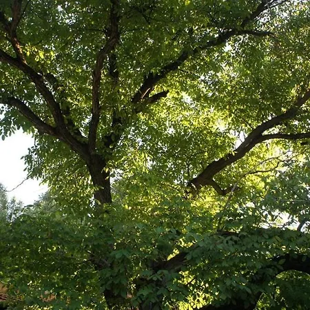 Hadjigabarevata Kashta